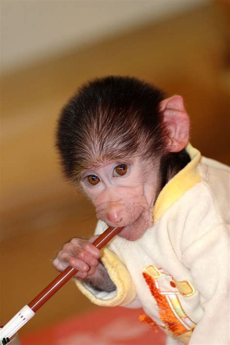 Cute Baby Monkey From Skopje Zoo Gets Treated Like A Child | Bored Panda