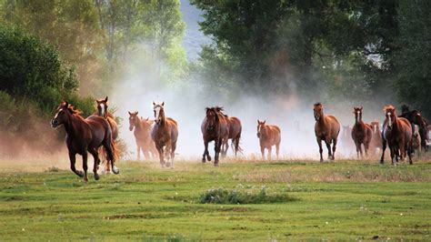 Wild Horse Desktop Wallpapers (70+ images)