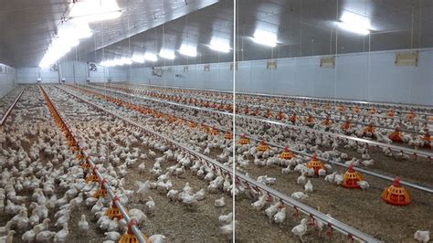 Automatic chicken feeders - Chicken feeding systems. equipment - Automatic feeding machine for ...