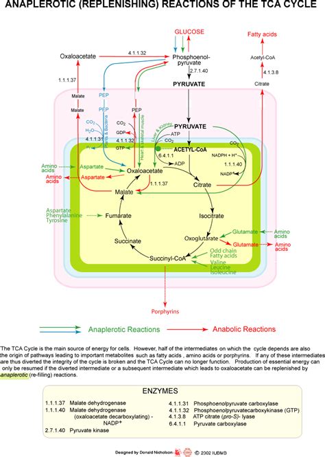 Haydée Watson adlı kullanıcının Metabolismo panosundaki Pin