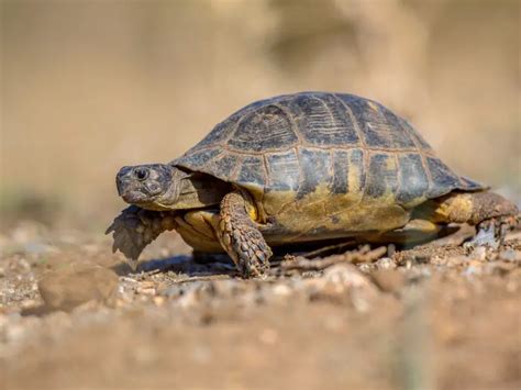 Marginated Tortoise: Care Guide & Species Profile - Everything Reptiles