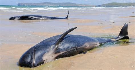 Why Do Whales Beach?