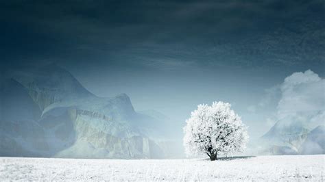 Winter Tree Wallpapers - Wallpaper Cave