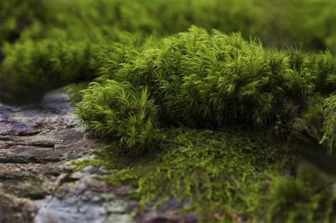 moss growing on the side of a stone wall