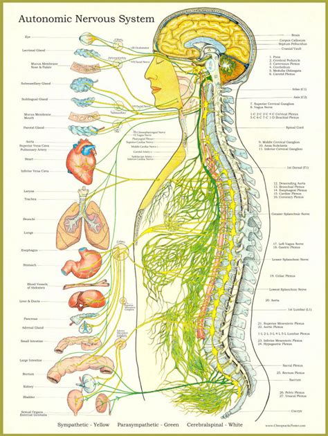 Nerve Function | Stratford CT Chiropractor - True Health Family ...