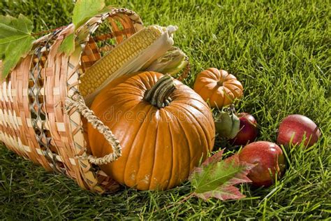 Harvest basket stock photo. Image of vegetation, vegetable - 6470184