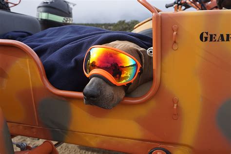 [Review] Cruising in Comfort: Rex Specs Dog Goggle – Adventure Rig