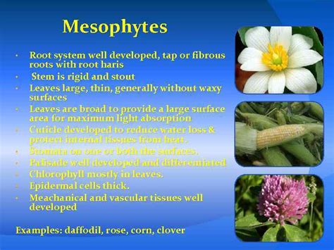 The variety of flora Classification of plants