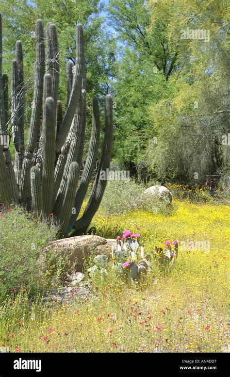 Flowering Desert Spring flowers amongst cactii in the Sonoran desert ...