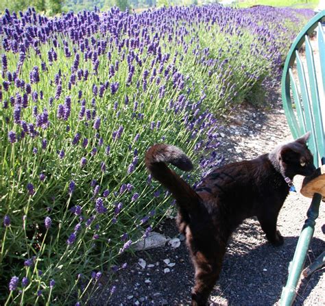 Lavender fields cat