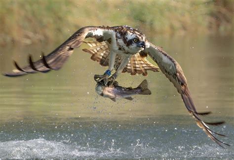 Birds Feeding in the Wild - Bird photo contest | Photocrowd photo competitions & community site