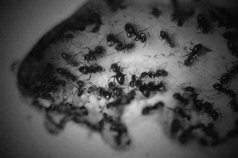 Odorous House Ants - Identification, Control, Bite Info