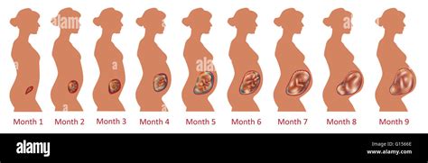 Fetal development over nine months Stock Photo - Alamy