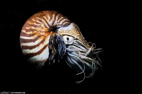 Chambered Nautilus Cephalopod from Siam Paragon | HDR Photography by Captain Kimo