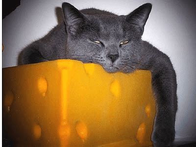 Cats and Cheese: The Lamkin Clinic: Functional Medicine