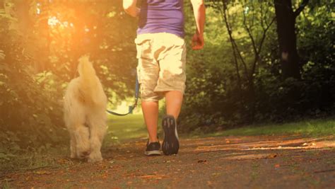 Stock video of men walking with a dog in | 28080952 | Shutterstock