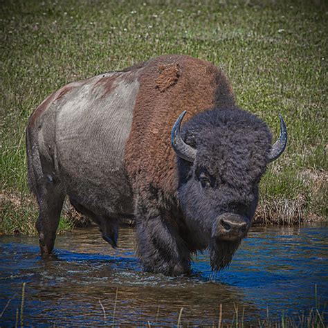 Yellowstone Bison | Anyone who has been to Yellowstone knows… | Flickr