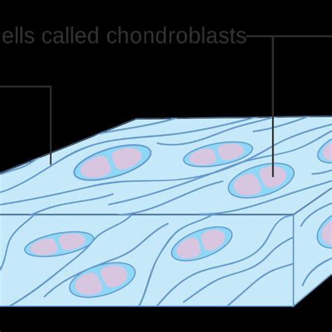 Diagram of cartilage cells called chondroblasts. Cancer Research UK, CC... | Download Scientific ...