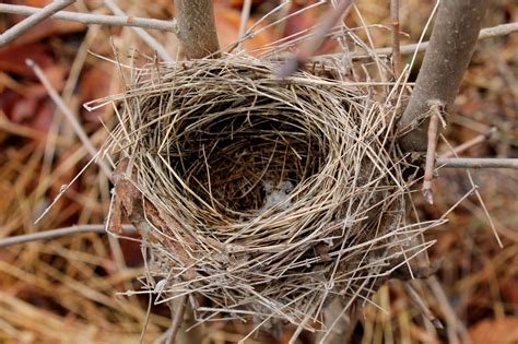 FOLKWAYS NOTEBOOK: UNKNOWN WINTER BIRD NEST