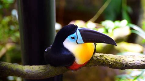 Toucan, Bird, Amazon Bird. Free Stock Video - Pixabay