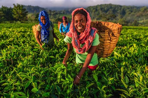 Ethiopian Agriculture Is Taking A Climate Smart Turn