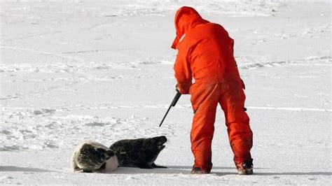 Fishermen glad anti-seal hunt group staying off ice - Prince Edward ...