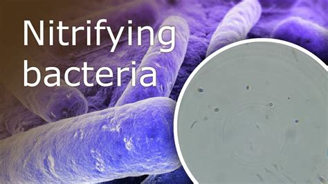 The Ultimate Guide To Nitrifying Bacteria Products For Saltwater Tanks