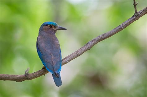 THE INDIAN ROLLER