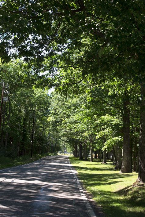 Michigan's Iconic Tunnel of Trees | Michigan road trip, Michigan travel, Harbor springs