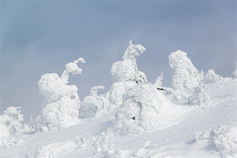 Zao Snow Monsters in Japan 2025 - Rove.me