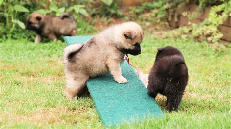 Eurasier puppies 4-5 weeks old - YouTube