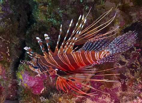 Madang – Ples Bilong Mi » spotfin lionfish