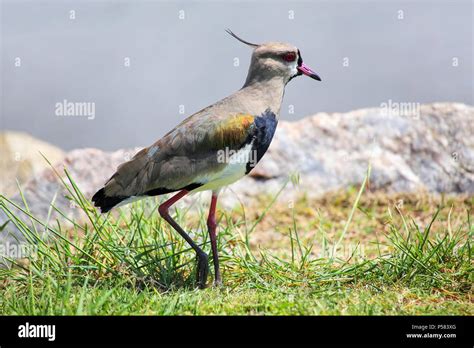 National bird of uruguay hi-res stock photography and images - Alamy