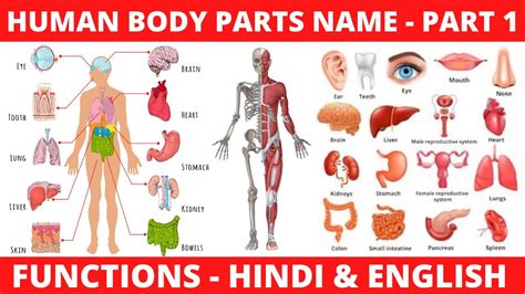 Human Body Parts Name With Picture In Hindi : Human Body Parts Name In Hindi And English ...