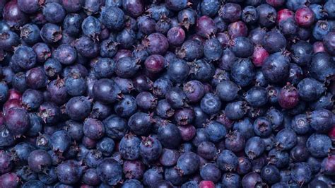 What's in Season? Saskatoon Berries - Canadian Food Focus