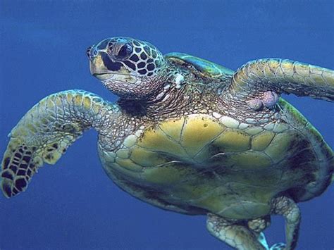 Image result for sea turtle bottom shell | Sea turtle wallpaper, Green sea turtle, Loggerhead ...