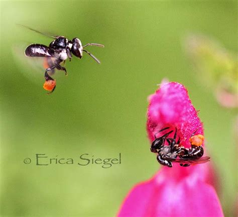 Australian Stingless Bees