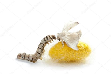 Butterfly silkworm cocoon silk worm three stages — Stock Photo © lunamarina #5936538