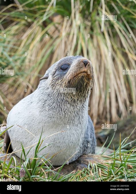 Antarctic Fur Seal (Arctocephalus gazella) in typical Tussock Grass. Antarctica, Subantarctica ...