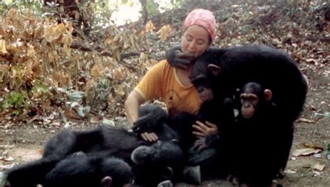 Lucy The Human Chimp: Heartbreaking ending of monkey raised as human ...