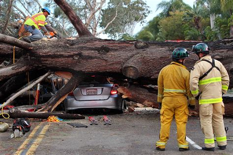 Storm-Toppled Tree in San Diego Kills Woman in Passing Car - NBC News