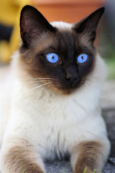 Siam Siamese Cat Domestic · Free photo on Pixabay