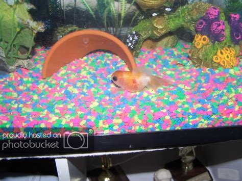 Oranda goldfish need help asap | Tropical Fish Keeping