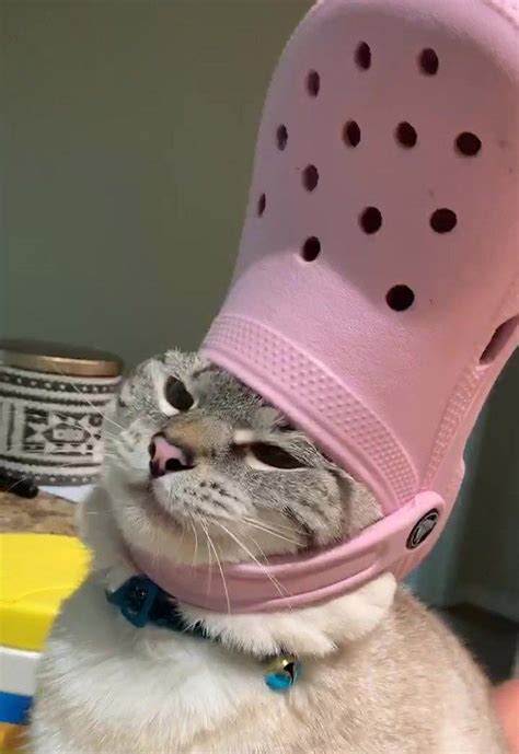 Cat With Croc on Head