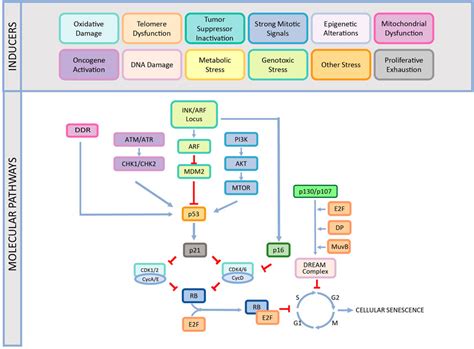 Frontiers | Translation of Cellular Senescence to Novel Therapeutics ...