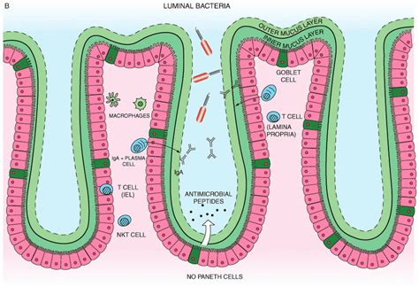 Which Cells in the Small Intestine's Mucosa Secrete Mucus ...