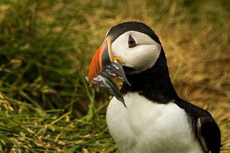 Best Atlantic Puffin Eating Fish Stock Photos, Pictures & Royalty-Free ...