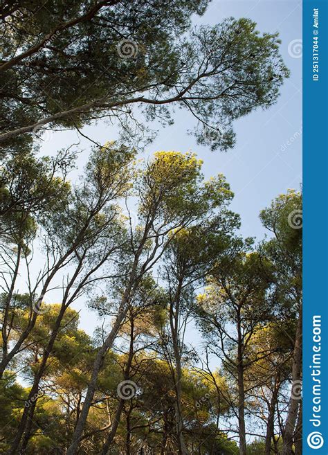 Aleppo pine tree stock photo. Image of nature, forest - 251317044