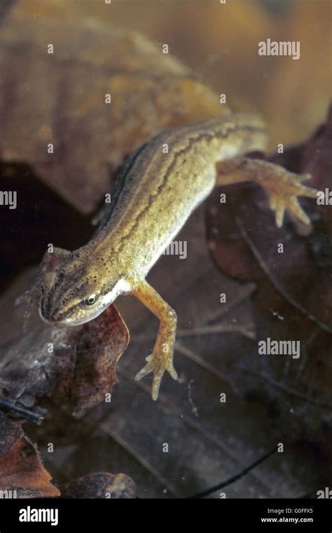 Smooth Newt the sexes are different during the breeding season Stock Photo - Alamy