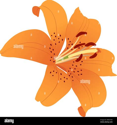 Tiger lily illustration hi-res stock photography and images - Alamy